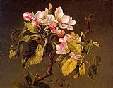 Martin Johnson Heade Canvas Paintings - Apple Blossoms